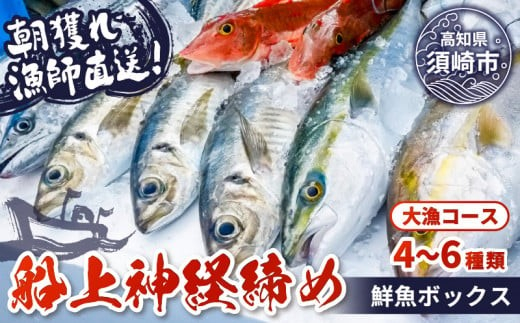 [スピード配送] [ 船上 神経締め 鮮魚 ボックス ]朝獲れ 直送 大漁コース 1週間以内にお届け 冷蔵 魚種お任せ 水揚げ 海鮮 魚介 産地直送 新鮮 天然 魚 詰め合わせ
