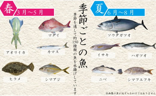 【スピード配送】 【 船上 神経締め 鮮魚 ボックス 】朝獲れ 直送 大漁コース 1週間以内にお届け 冷蔵 魚種お任せ 水揚げ 海鮮 魚介 産地直送 新鮮 天然 魚 詰め合わせ