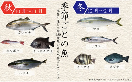 【スピード配送】 【 船上 神経締め 鮮魚 ボックス 】朝獲れ 直送 大漁コース 1週間以内にお届け 冷蔵 魚種お任せ 水揚げ 海鮮 魚介 産地直送 新鮮 天然 魚 詰め合わせ