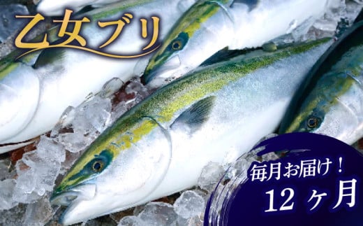 乙女 ブリ 定期便 12回 新鮮 毎月 届く ぶり ブランド 乙女ブリ 鰤【下処理有】 12ヶ月 海鮮 魚介 魚 さかな サカナ 刺身 刺し身 鰤しゃぶ KS18000-2x