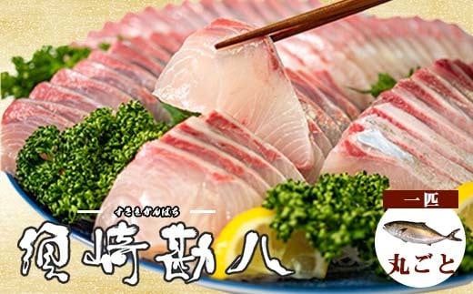 高級カンパチ ｢須崎勘八｣ まるごと1尾  冷蔵 神経締め 刺身 お刺し身 高級魚 鮮魚 海鮮 魚介 かんぱち
