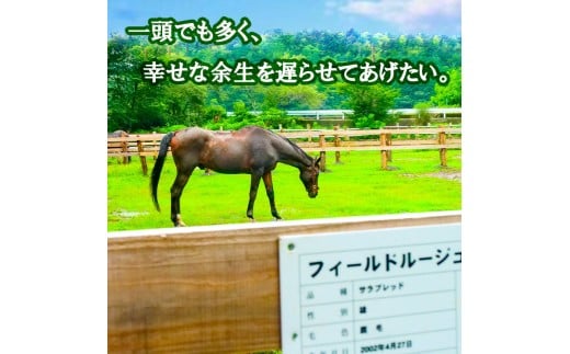 競走馬 支援 1億5,000万円 コース 黒潮友馬会応援 特典 ポストカード 競馬 サラブレッド 引退 高知県 須崎市