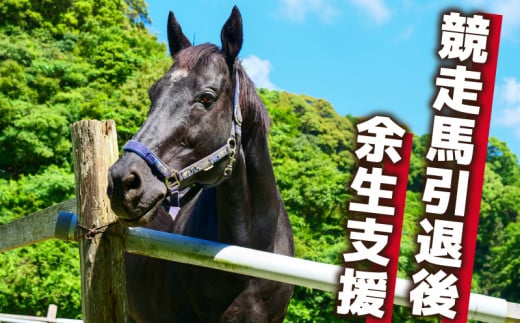 競走馬 支援 10万円 コース 黒潮友馬会応援 100000円 特典 ポストカード 競馬 サラブレッド 引退 高知県 須崎市