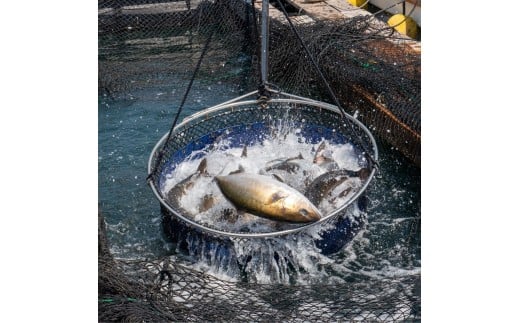 鬮倡エ壹き繝ウ繝代メ ス「鬆亥エ主鋸蜈ォス」 1遽 邏0.3ス0.4kg 蜀キ阡オ 逾樒オ檎キ繧 蛻コ霄ォ 縺雁絢縺苓コォ 鬮倡エ夐ュ 魄ョ鬲 豬キ魄ョ 鬲壻サ 縺九s縺ア縺。