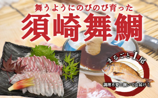 お 刺身 タイ 鯛 真鯛 まるごと 1尾 フィーレ 柵 400 ~ 500g 冷蔵 下処理済 鯛茶漬け 鯛めし 刺し身 鯛しゃぶ 高級 鮮魚 鯛の塩釜 高知県 須崎市