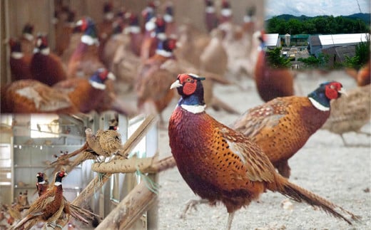 最高級 キジ鍋 セット キジ肉 と オーガニック 葉 にんにく 豪華 10点 鍋セット 鍋 お鍋 鳥肉 肉 とりにく パック おかず ジビエ 料理 有機栽培 有機 スープ 塩 塩だれ 辛味噌 味噌 セット つみれ つみれ鍋 冷凍 大量 大容量 プレゼント ギフト 贈り物 高知県 須崎市 EA0802