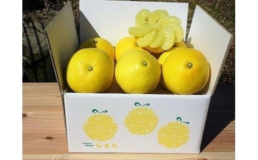 【2026年2月下旬より順次発送】 訳あり 文旦 3kg 4～7玉 家庭用 ブンタン ぶんたん 分担 ぼんたん 大小混合 不揃い 規格外 わけあり 家庭用 文旦 高知県産 果物 フルーツ 柑橘 みかん 高知県 須崎市