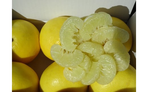 【2026年2月下旬より順次発送】 訳あり 文旦 3kg 4～7玉 家庭用 ブンタン ぶんたん 分担 ぼんたん 大小混合 不揃い 規格外 わけあり 家庭用 文旦 高知県産 果物 フルーツ 柑橘 みかん 高知県 須崎市