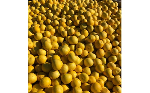 【2026年2月下旬より順次発送】 訳あり 文旦 3kg 4～7玉 家庭用 ブンタン ぶんたん 分担 ぼんたん 大小混合 不揃い 規格外 わけあり 家庭用 文旦 高知県産 果物 フルーツ 柑橘 みかん 高知県 須崎市