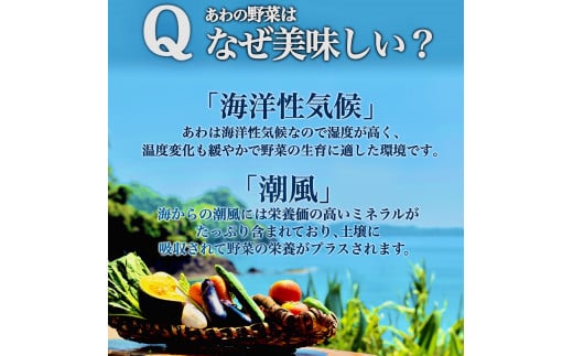 定期便 1年間 12回 野菜 詰め合わせ 産地直送 セット  (12~13品程度 ) （ きゅうり なす パプリカ ピーマン れんこん ブロッコリー にんじん 人参 トマト 玉ねぎ タマネギ 野菜 ベジタブル 旬  あわ地区 旬の野菜 やさい キット 季節野菜 国産 人気 12ヶ月 毎月 お届け 頒布会  高知 高知県産 高知県 定期便 須崎市 須崎 ） AWA9000_x
