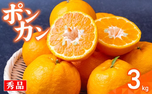 【早期予約開始】ポンカン 3kg 秀品 安和ポンカン 贈答用 ギフト 高知県 須崎市 柑橘 みかん ぽんかん 高知 須崎 発送期間：2025年1月中旬より順次発送 YN008