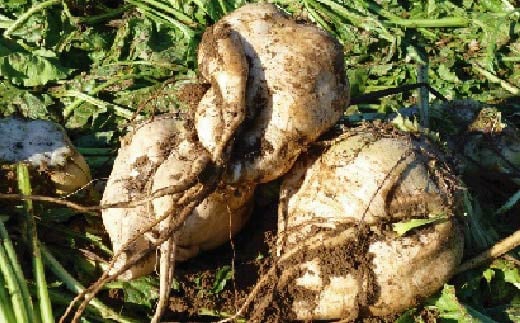 æå ãã ããªã³ã¯ 200ml à 12æ¬ æç© ææ± é«ç¥ã¢ã€ã¹ é«ç¥çç£ ãŠãº 100% é åŽåž ICE044