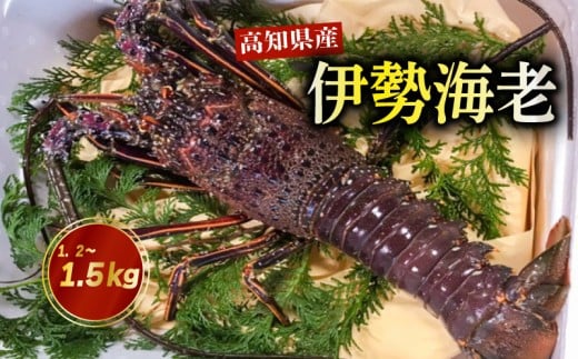 活き 伊勢海老 高知県産 1.2kg ～ 1.5kg NS012 ( えび エビ いせえび 高級 鮮魚 イセエビ 海鮮 魚介 刺身 焼き物 汁物 ギフト 贈答 贈り物 祝い 歳暮 中元 高知 天然 海の幸 高知県 須崎市 )