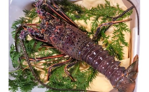 活き 伊勢海老 高知県産 1.2kg ～ 1.5kg NS012 ( えび エビ いせえび 高級 鮮魚 イセエビ 海鮮 魚介 刺身 焼き物 汁物 ギフト 贈答 贈り物 祝い 歳暮 中元 高知 天然 海の幸 高知県 須崎市 ) 