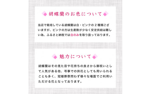 母の日 ギフト 花 人気 胡蝶蘭 3本立て スタンダード お祝い プレゼント 贈り物 贈答 須崎洋蘭園 SY002