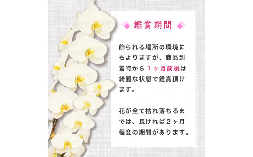 母の日 ギフト 花 人気 胡蝶蘭 3本立て スタンダード お祝い プレゼント 贈り物 贈答 須崎洋蘭園 SY002