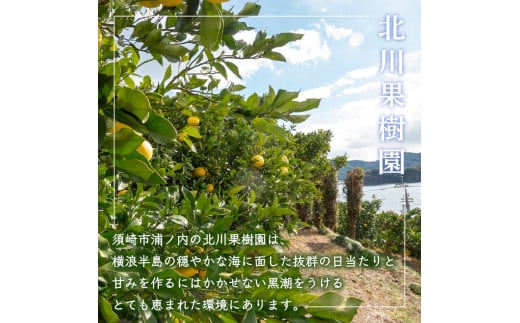 【2026年2月より順次発送】 土佐文旦 10kg 優品 柑橘 みかん フルーツ 文旦 北川果樹園 KG005