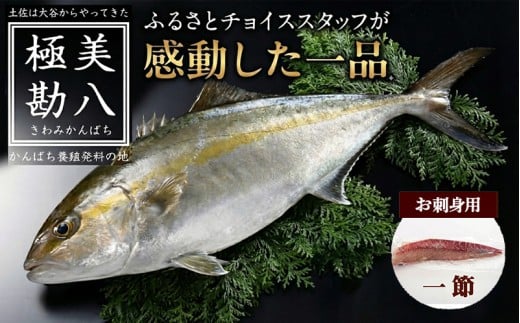 カンパチ 勘八 1節 セット | 極美勘八 人気 高級 魚 産地直送 かんぱち しゃぶしゃぶ 鍋 照り焼き 刺し身 刺身 さしみ 生 冷蔵 高知県 須崎市