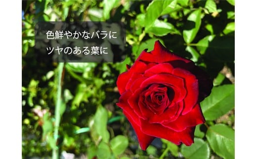 蝨定敢繝舌Λ螂ウ蟄舌そ繝繝医繝舌Λ蟆ら畑縺ョ蝨滓隼濶ッ譚舌→譬鬢翫せ繝励Ξ繝シ