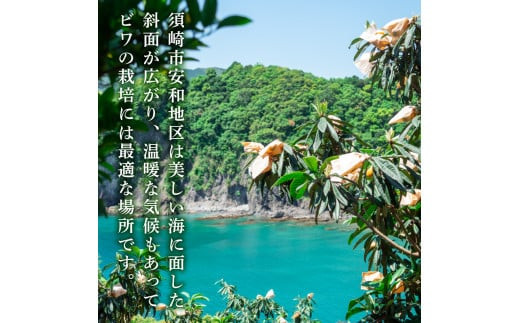 【 早期予約受付 5月中旬頃より順次発送 】びわ フルーツ 果物 おすすめ 6 ~8個 4 パック 約 1.2kg 旬 果実 ギフト 枇杷 期間限定 高知県 須崎市 高級 季節 初夏 新着 高知 贈答  