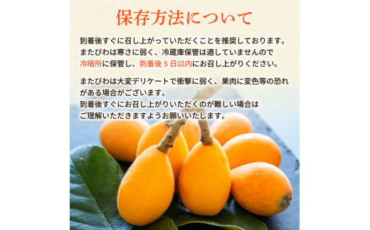 【 早期予約受付 5月中旬頃より順次発送 】びわ フルーツ 果物 おすすめ 6 ~8個 4 パック 約 1.2kg 旬 果実 ギフト 枇杷 期間限定 高知県 須崎市 高級 季節 初夏 新着 高知 贈答  