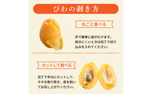 【 早期予約受付 5月中旬頃より順次発送 】びわ フルーツ 果物 おすすめ 6 ~8個 4 パック 約 1.2kg 旬 果実 ギフト 枇杷 期間限定 高知県 須崎市 高級 季節 初夏 新着 高知 贈答  