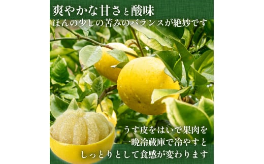 【2025年2月より発送】 高知県産 土佐文旦 家庭用 訳あり 10kg 大小混合品 土佐 文旦 ぶんたん ブンタン 時期 人気 旬 柑橘 フルーツ 果物 国産 ブランド ビタミン 生産者 産地 高知 須崎 KJS005-x