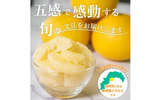 【2025年2月より発送】 高知県産 土佐文旦 家庭用 訳あり 10kg 大小混合品 土佐 文旦 ぶんたん ブンタン 時期 人気 旬 柑橘 フルーツ 果物 国産 ブランド ビタミン 生産者 産地 高知 須崎 KJS005-x