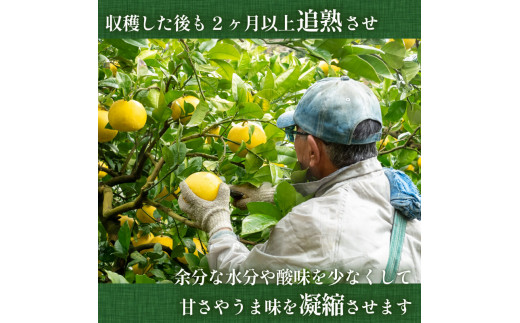 【2025年2月より発送】 高知県産 土佐文旦 家庭用 訳あり 10kg 大小混合品 土佐 文旦 ぶんたん ブンタン 時期 人気 旬 柑橘 フルーツ 果物 国産 ブランド ビタミン 生産者 産地 高知 須崎 KJS005-x