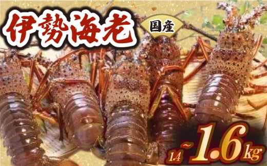 厳選 伊勢海老 2～6匹 約1.4～1.6kg 天然 新鮮 海鮮 魚介類 刺身 刺し身 国産 漁師厳選 伊勢エビ いせえび 海老 エビ 生きたまま発送 刺身 焼き物 お味噌汁 鍋 ボイル エビフライ アレンジ可 産地直送 新鮮 絶品 海鮮 常温 ギフト 贈答 高知県 須崎市 MT007