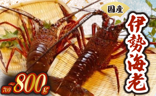 厳選 伊勢海老 1~3匹 約700~800g 天然 新鮮 海鮮 魚介類 刺身 刺し身 国産 漁師厳選 伊勢エビ いせえび 海老 エビ 生きたまま発送 刺身 焼き物 お味噌汁 鍋 ボイル エビフライ アレンジ可 産地直送 新鮮 絶品 海鮮 常温 ギフト 贈答 高知県 須崎市 MT006