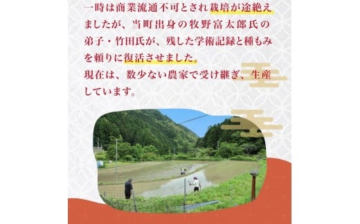 米 令和7年 新米 薫る神様のお米 お米 ブレンド米 縁起米 奉納米 白米 3合 こめ コメ おこめ ご飯 ごはん お試し 少量 希少米 香り米 贈答 縁起物 受験 お祝い 人気 祈願 商売繁盛 家内安全 五穀豊穣 限定米 特別栽培米 農薬不使用 高知県 須崎市 UB043