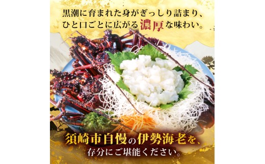 伊勢海老 200g ~ 300g 冷凍 期間限定 伊勢海老 伊勢エビ 活き 伊勢 海老 エビ イセエビ 刺身 焼き物 お味噌汁 鍋 ボイル エビフライ アレンジ可 職人厳選 新鮮 海鮮 ギフト 贈答 高知県 須崎市 YI009