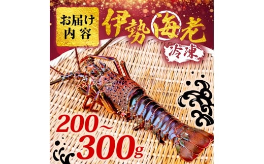 伊勢海老 200g ~ 300g 冷凍 期間限定 伊勢海老 伊勢エビ 活き 伊勢 海老 エビ イセエビ 刺身 焼き物 お味噌汁 鍋 ボイル エビフライ アレンジ可 職人厳選 新鮮 海鮮 ギフト 贈答 高知県 須崎市 YI009
