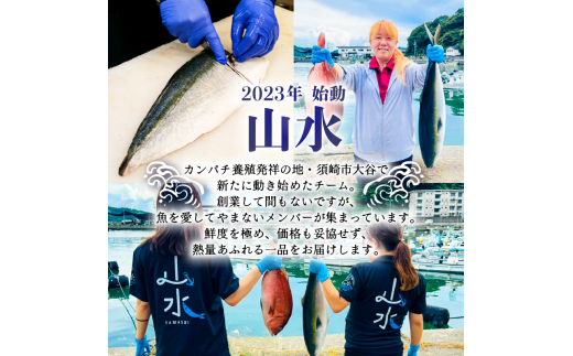 サザエ 長太郎 10個 セット ヒオウギ貝 サザエ刺身 詰め合わせ 冷凍 貝セット 個包装 簡単調理 おかず おつまみ BBQ 浜焼き 壺焼き ギフト 贈答 歳暮 中元 産地直送 貝 高知県 須崎市 YI010