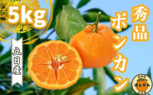 【早期予約開始】 2026年1月中旬より順次発送 ポンカン 立目 秀品 贈答用 5kg 2L サイズ 冬 フルーツ 果物 立目産 ブランド 柑橘 2026年 収穫分 蜜柑 みかん ギフト 贈答 プレゼント 高知県 須崎市 TMS004