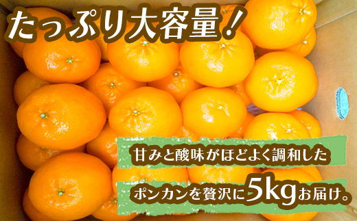 【早期予約開始】 2026年1月中旬より順次発送 ポンカン 立目 秀品 贈答用 5kg 2L サイズ 冬 フルーツ 果物 立目産 ブランド 柑橘 2026年 収穫分 蜜柑 みかん ギフト 贈答 プレゼント 高知県 須崎市 TMS004