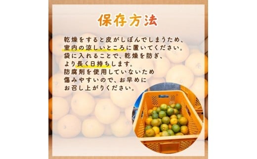 【早期予約開始】 2026年1月中旬より順次発送 ポンカン 立目 秀品 贈答用 5kg L サイズ 冬 フルーツ 果物 立目産 ブランド 柑橘 2026年 収穫分 蜜柑 みかん ギフト 贈答 プレゼント 高知県 須崎市 TMS003