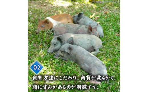 豚肉 とんかつ 960g 8人前 ブランド豚 四万十ポークカツ 豚カツ バーベキューソース付き 高知県 須崎市 ME080