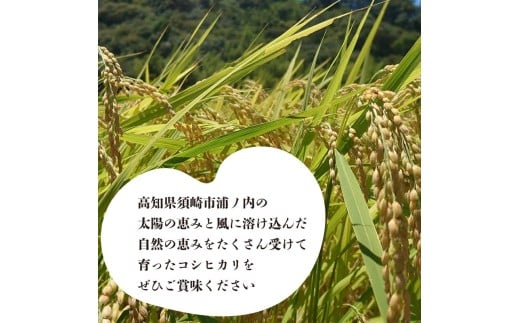 【早期予約】 【6回定期便】 数量限定 新米 コシヒカリ 計30kg 令和7年 5kg×6回 白米 精米 米 こしひかり ブランド米 6ヶ月 定期便 国産 高知県 須崎 しんじょう君 産地直送 NF2000