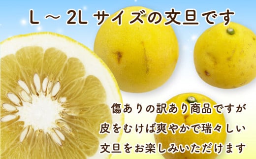 ã2026幎2æäžæ¬ããé æ¬¡çºéããèš³ããã ææŠ å®¶åºçš 10kg é«ç¥ L ïœ 2L ãµã€ãº æééå® æ©æäºçŽ åä»äž éå® æ¬ ã¿ãã åäœææŠ ææ© æç© ãã«ãŒã NF007