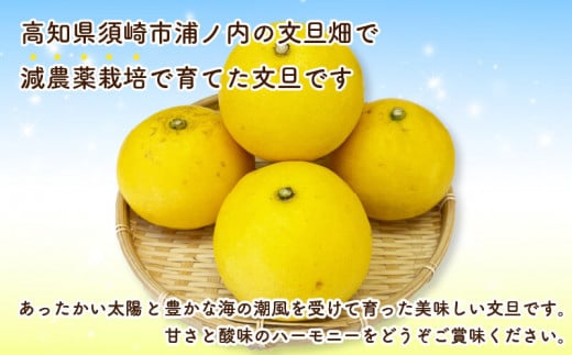 ã2026幎2æäžæ¬ããé æ¬¡çºéããèš³ããã ææŠ å®¶åºçš 10kg é«ç¥ L ïœ 2L ãµã€ãº æééå® æ©æäºçŽ åä»äž éå® æ¬ ã¿ãã åäœææŠ ææ© æç© ãã«ãŒã NF007