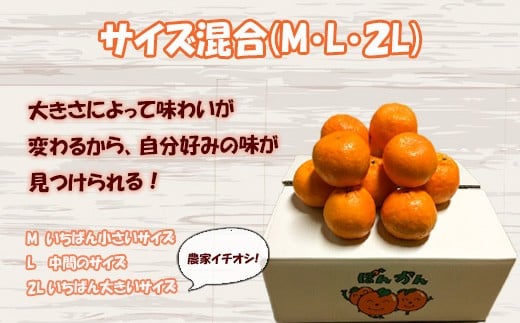 【早期予約開始】 2026年1月中旬より順次発送 ポンカン 立目 秀品 贈答用 10kg サイズ混合 冬 フルーツ 果物 立目産 ブランド 柑橘 2026年 収穫分 蜜柑 みかん ギフト 贈答 プレゼント 高知県 須崎市 TMS006