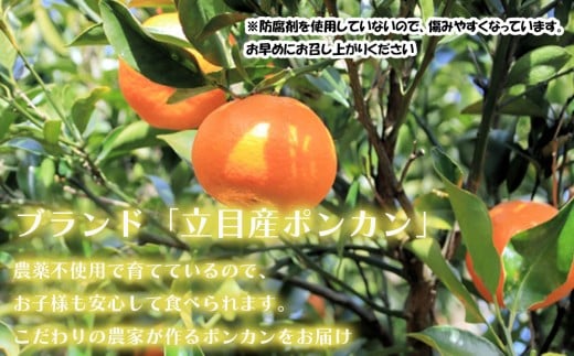 【 早期予約開始 】ポンカン 2026年1月下旬 発送 秀品 贈答用 10kg 無農薬 ブランド サイズ混合 家庭用 立目産ぽんかん 柑橘 高知県 須崎市 MO006