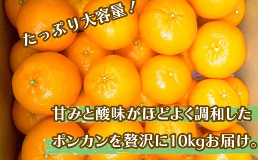 ã æ©æäºçŽéå§ ã ãã³ã«ã³ èš³ãã 10kg 2026幎 1æäžæ¬ããé æ¬¡çºé åç©«å ç¡èŸ²è¬ ãã©ã³ã ãµã€ãºæ··å å®¶åºçš ç«ç®ç£ãœããã ææ© ã¿ãã é«ç¥ç é åŽåž MO005