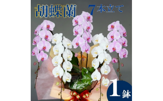 胡蝶蘭 7本立て 紅白 お祝い 須崎洋蘭園 SY012_x