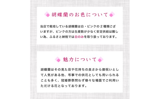 胡蝶蘭 7本立て 紅白 お祝い 須崎洋蘭園 SY012_x