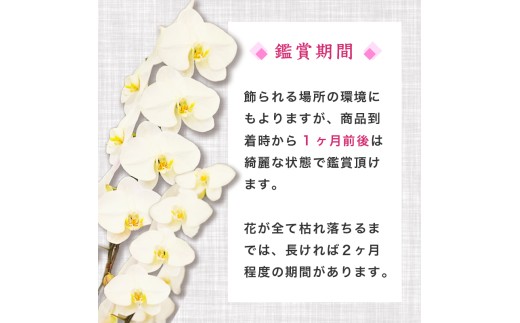 胡蝶蘭 7本立て 紅白 お祝い 須崎洋蘭園 SY012_x