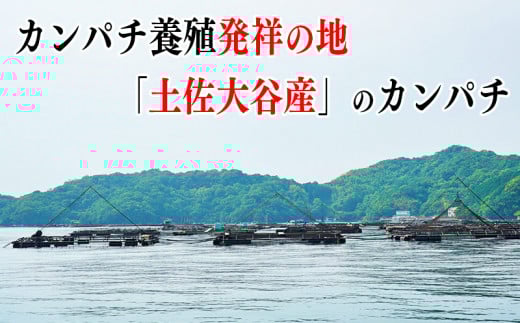 カンパチ 勘八 2節 セット | 極美勘八 人気 高級 魚 産地直送 新鮮 かんぱち しゃぶしゃぶ 鍋 照り焼き 刺し身 刺身 さしみ 生 冷蔵 高知県 須崎市