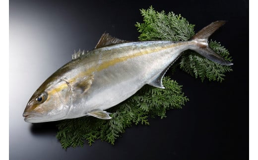 カンパチ 勘八 2節 セット | 極美勘八 人気 高級 魚 産地直送 新鮮 かんぱち しゃぶしゃぶ 鍋 照り焼き 刺し身 刺身 さしみ 生 冷蔵 高知県 須崎市